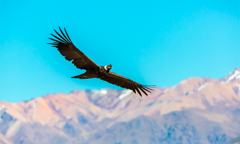 fly-with-the-condors-condor-flying